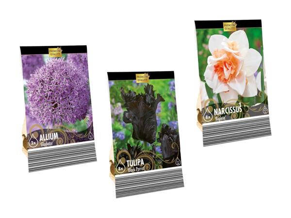 Bulbes de fleurs "Premium"