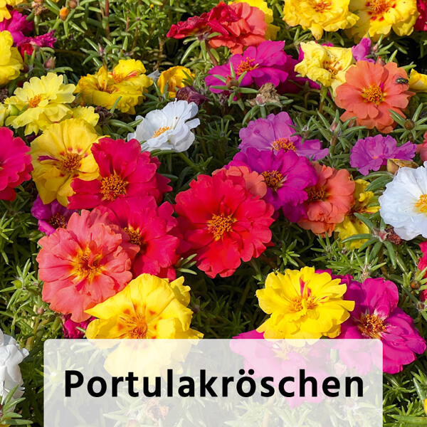 Sommer-Jungpflanzen