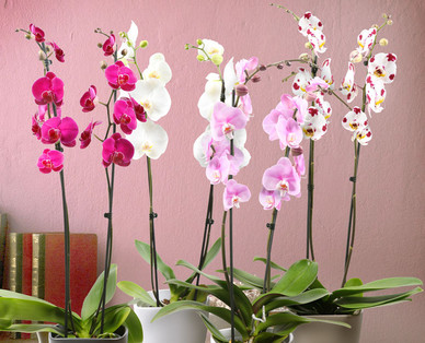Orchidee XXL