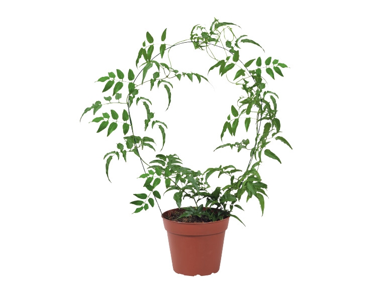 Jasmine