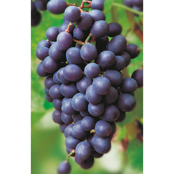 Veredelte Weinreben