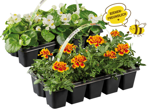 Beetpflanzen, 10er Tray