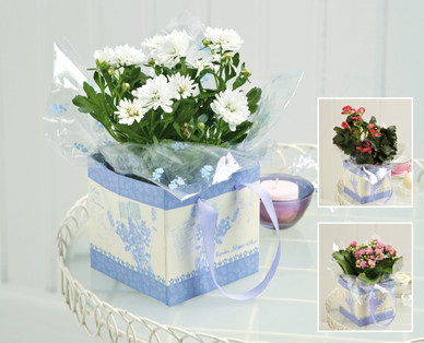 Gift Wrapped Plants
