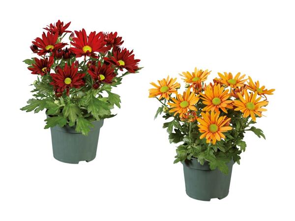 Krysantemum