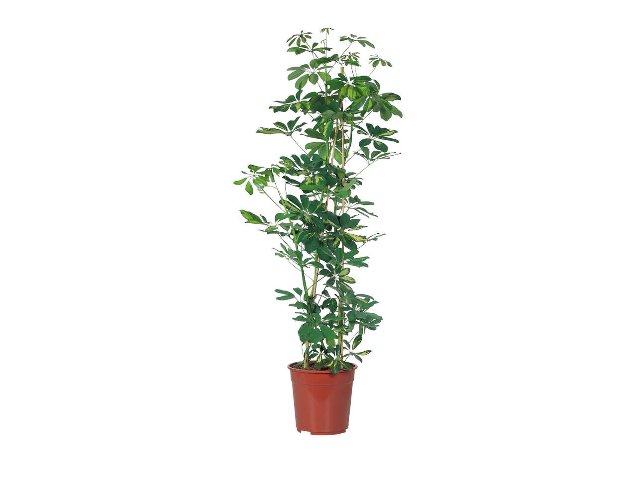 Stor grøn plante