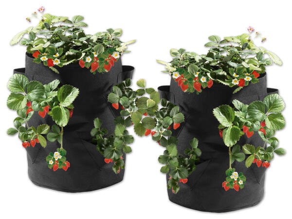 Erdbeeren-Pflanzsack, 2 Stück