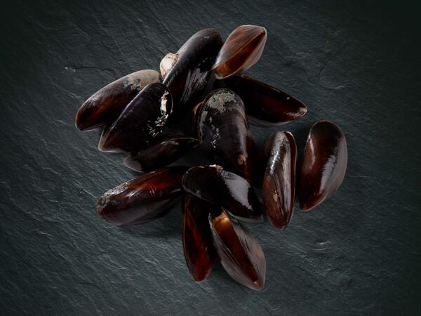 Moules MSC