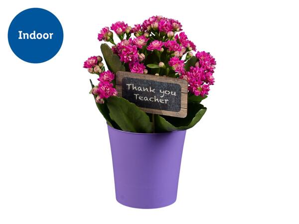 Thank you Teacher Kalanchoe