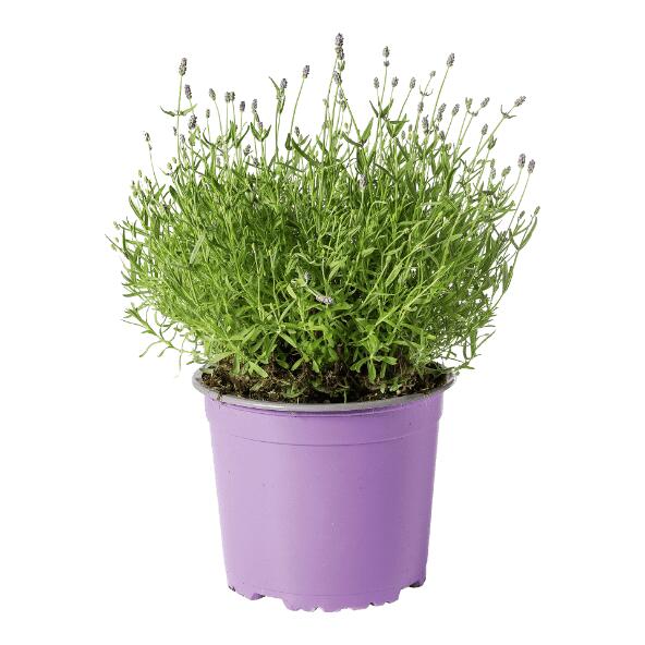 Lavendel