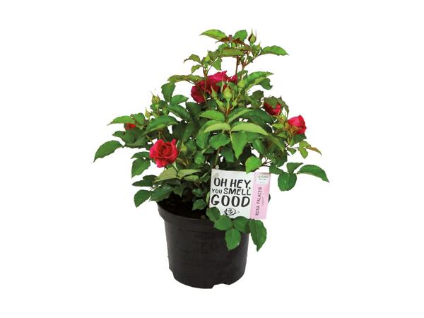Garden Rose