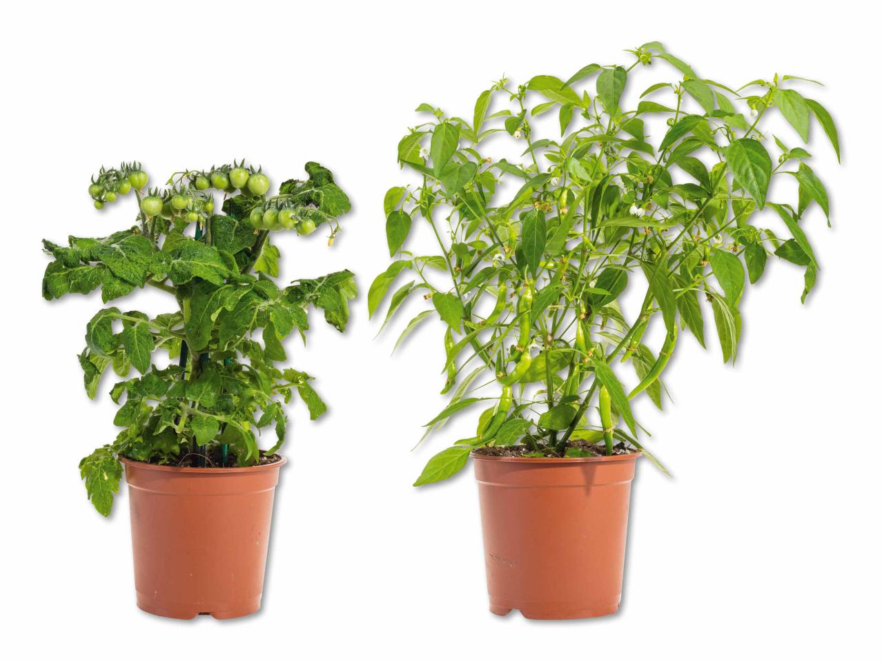 Légumes de balcon
