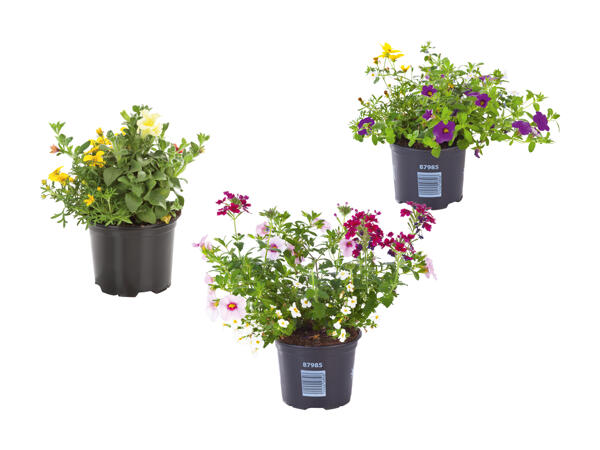Trio de fleurs