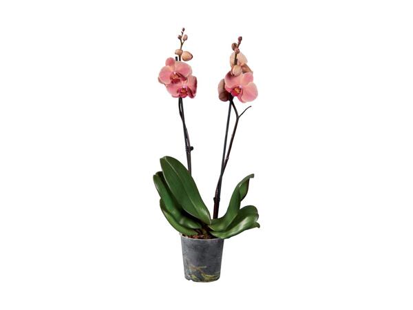 2 Stem Orchid