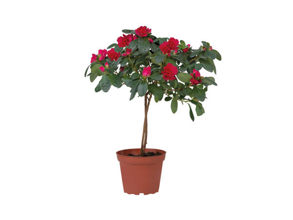 Standard Azalea
