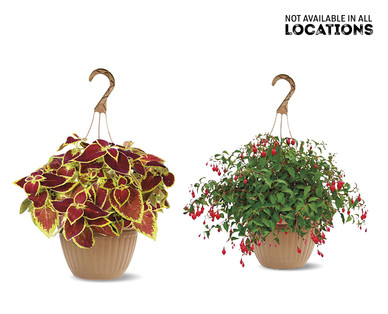 10" Hanging Basket Assorted Varieties