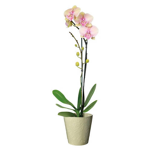 5" Mother's Day Orchid - Assorted Color