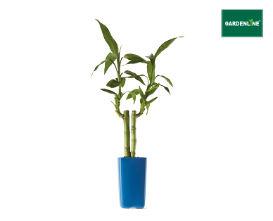 LUCKY BAMBOO 100MM