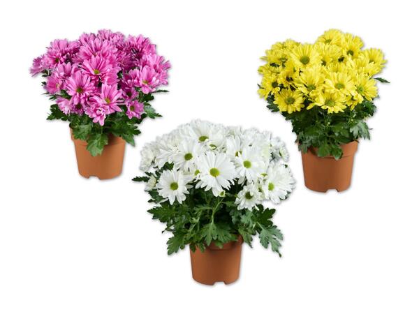 Chrysantheme