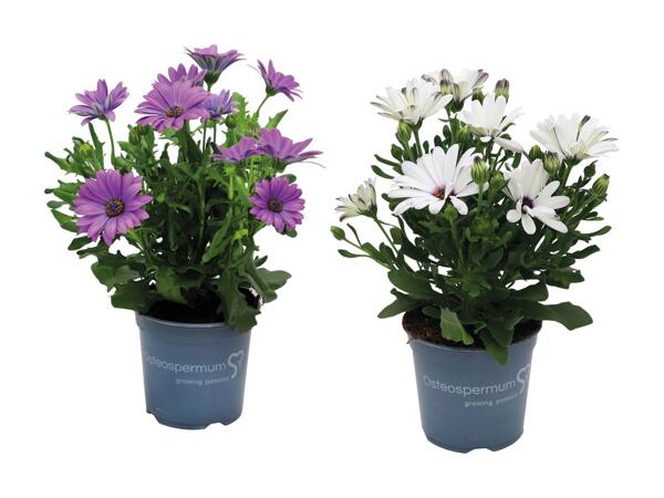Spansk marguerit