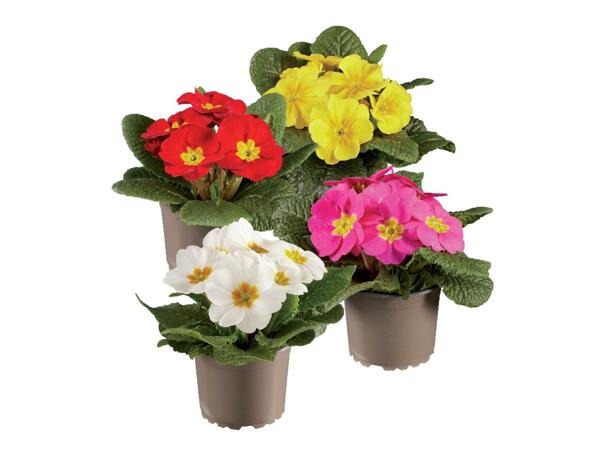 Primula Acaulis