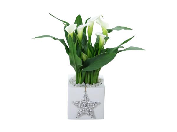 Christmas Calla Lily