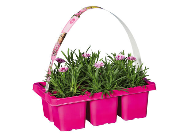 Dianthus Pink Kisses