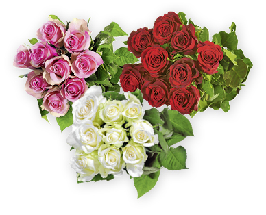 Rose a gambo lungoFairtrade Max Havelaar GARDENLINE(R)