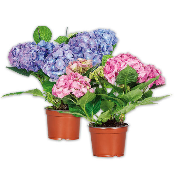 Hortensie