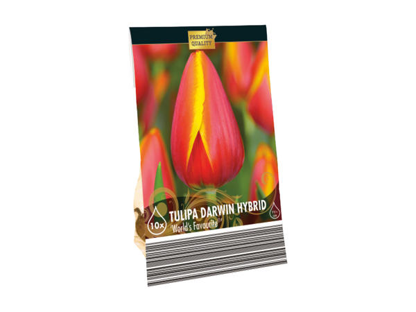 Premium Bulbs