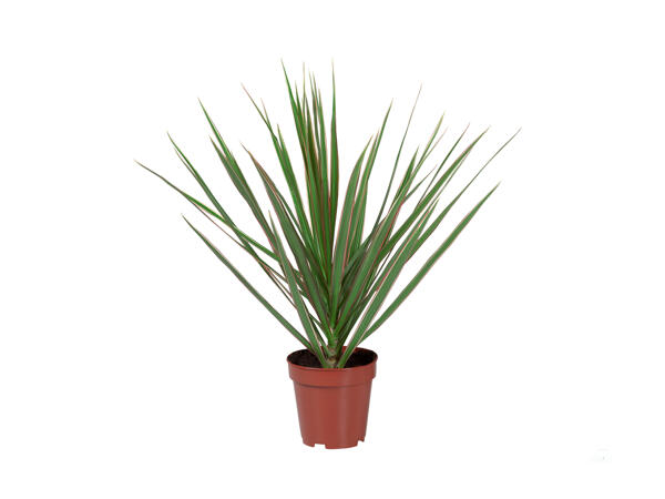 Assorted Green Houseplants