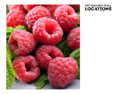 Gardenline Berry Bush