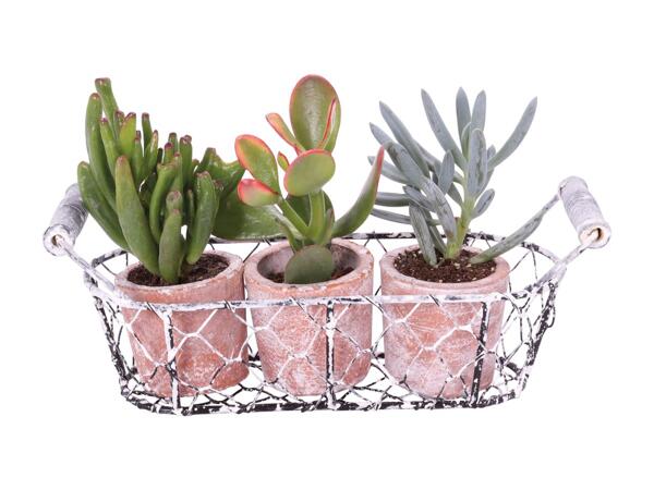 Plantes succulentes dans un pot en terre cuite