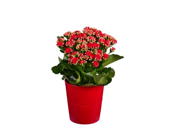 Roses or Kalanchoe