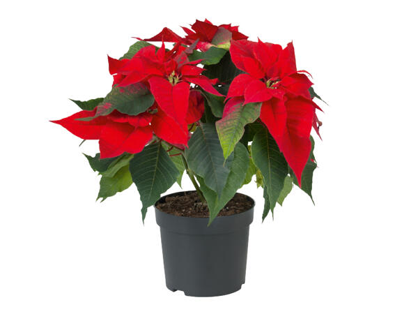 Poinsettia