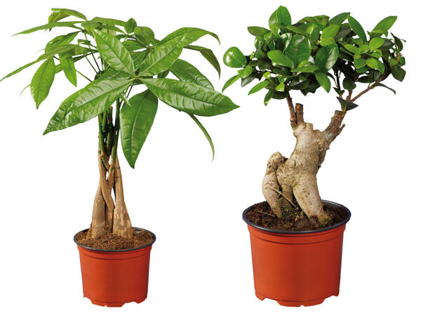 Ficus Ginseng oder Pachira
