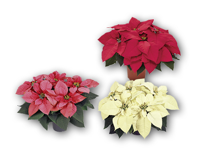 Étoile de Noël