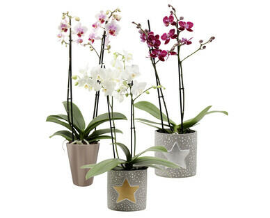 PHALAENOPSIS MULTIFLOWER X-MAS