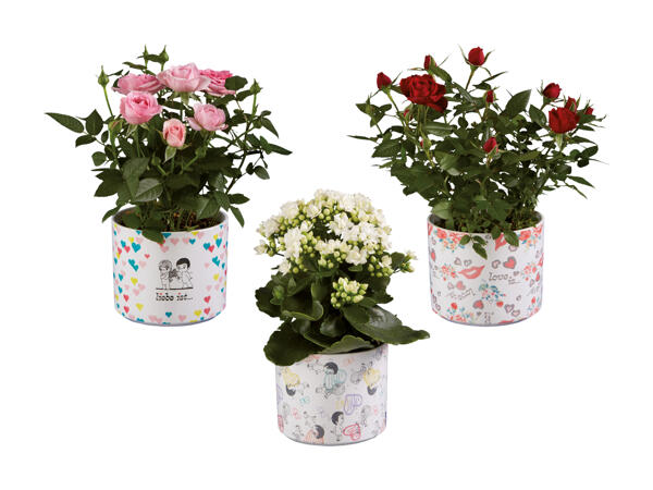 Mix de fleurs dans un pot en céramique "Love is"