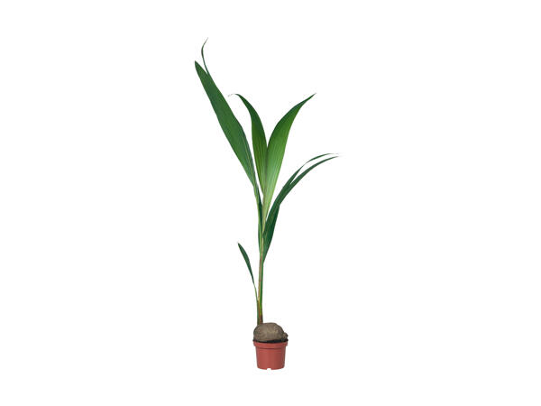 Cocotier