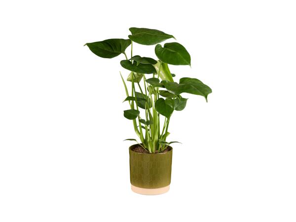 Monstera