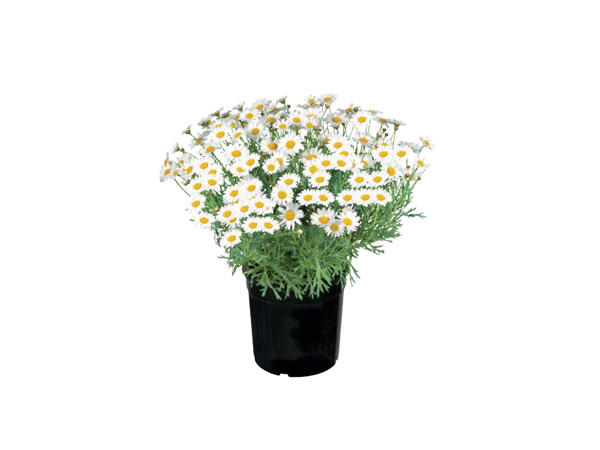Large Marguerite Bush