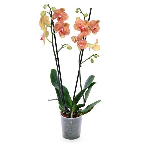 Orchidee