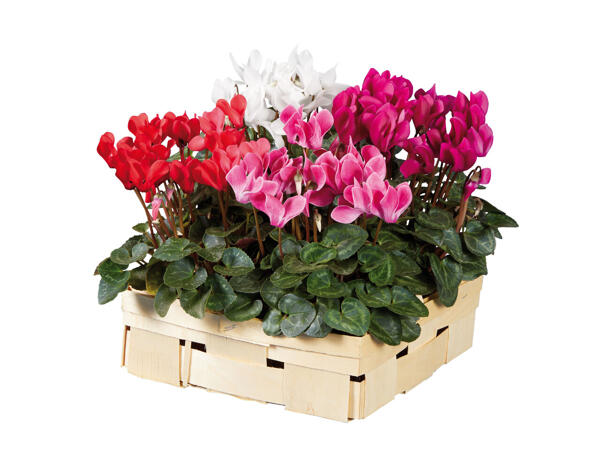 Cyclamens dans une cagette en bois