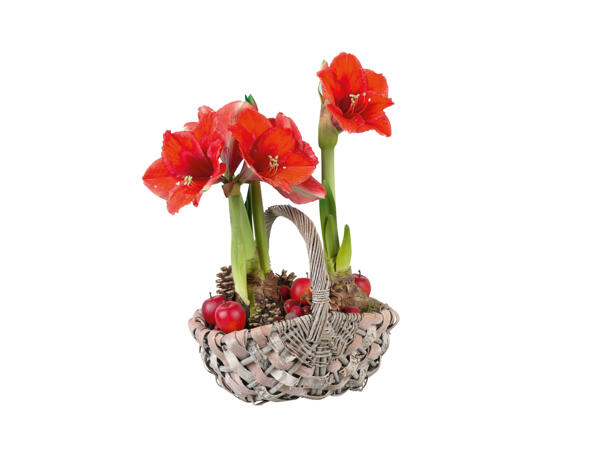 Amaryllis i korg