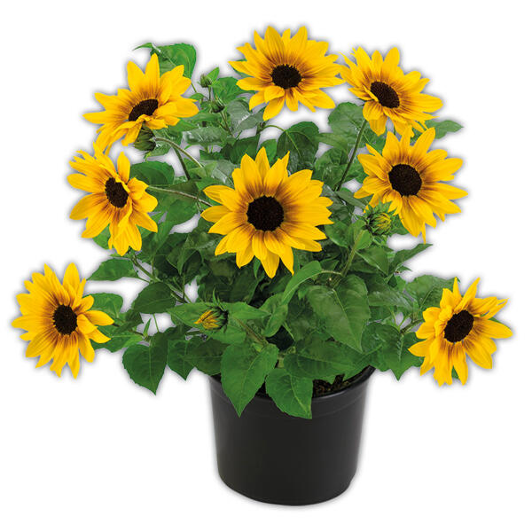 Sonnenblume "SUNbelievable™"