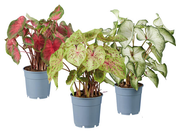 Caladium
