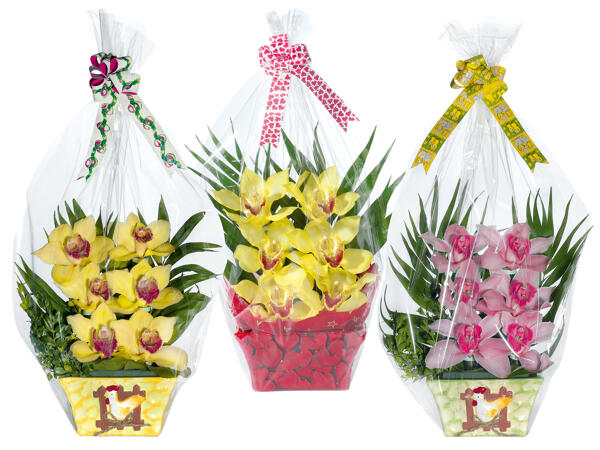Orchideen 6er-Gesteck