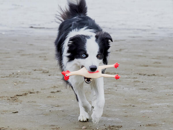 Dog Toy