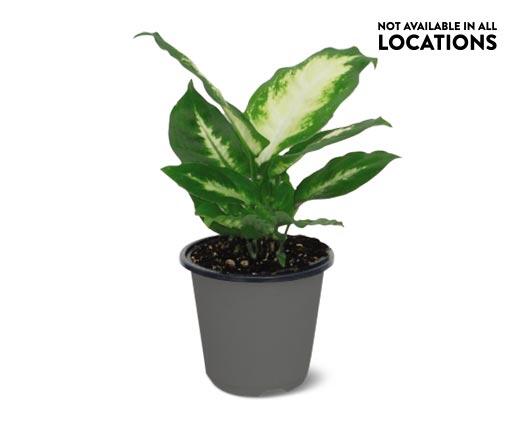 4" Foliage Assorted Varieties