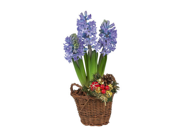 Hyacinths